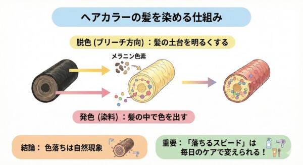 ヘアカラーが髪を染める仕組みの図解。黒髪から、1.脱色（ブリーチ方向）でメラニン色素を削り髪の土台を明るくする工程、2.発色（染料）で髪の中に色を入れる工程の2段階をイラストで解説。結論として「色落ちは自然現象」だが、毎日のケアで「落ちるスピード」は変えられると伝えています。