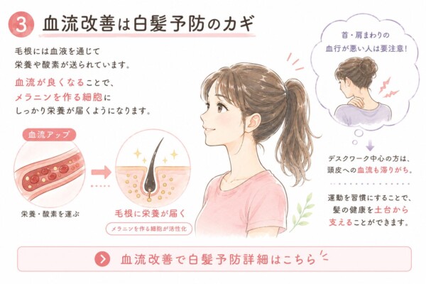 「血流改善は白髪予防のカギ」という見出しの図解です。中央に笑顔の女性を配置。左側では血流アップにより毛根に栄養と酸素が運ばれ、メラニン細胞が活性化する仕組みをイラストで解説。右側では首や肩回りの血行不良に注意を促し、デスクワーク中心の人に向けて、運動習慣で髪の健康を土台から支える重要性を説明しています。