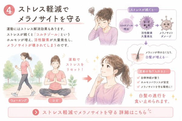 「ストレス軽減でメラノサイトを守る」という見出しの図解画像です。上部では、ストレスによるコルチゾール増加と活性酸素の発生がメラノサイトにダメージを与え、白髪の原因となるメカニズムを悩む女性のイラストと共に解説。下部では、ウォーキングやヨガなどの運動でストレスをリセットし、自律神経を整えることで白髪の進行を食い止められる効果を、笑顔の女性と共に説明しています。