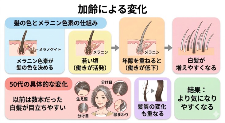 加齢による髪色の変化とメラニン色素の仕組みを解説した図解。メラノサイトの働きが活発な若い頃から、年齢を重ねて働きが低下し白髪が増えるプロセスを断面図で示しています。また、50代の具体的な変化として、生え際や分け目、顔まわりに白髪が集中し、髪質の変化も重なってより目立ちやすくなる仕組みをまとめています。